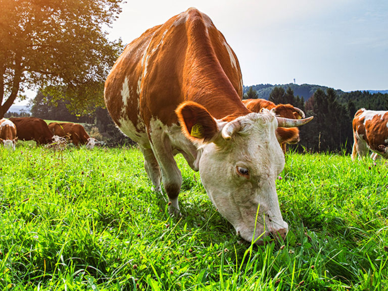 PETZ REWE: Bio Rind aus der Region