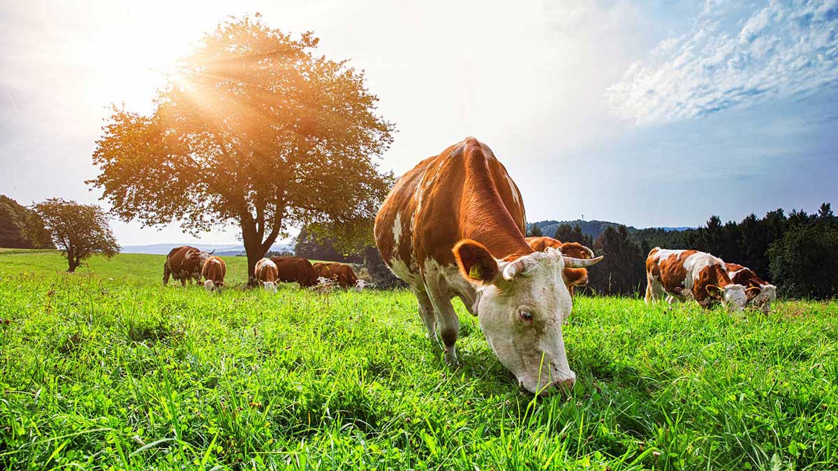 Bio Rind aus der Region