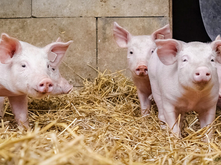 Das PETZ REWE Strowohl-Schwein